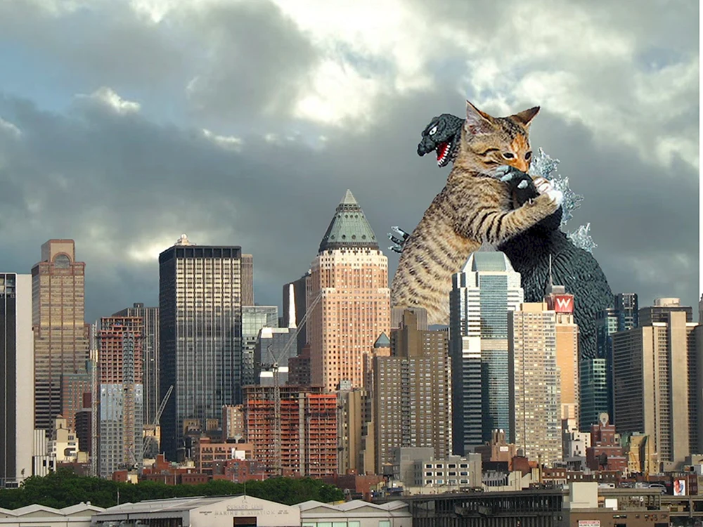 Die fetteste Katze der Welt