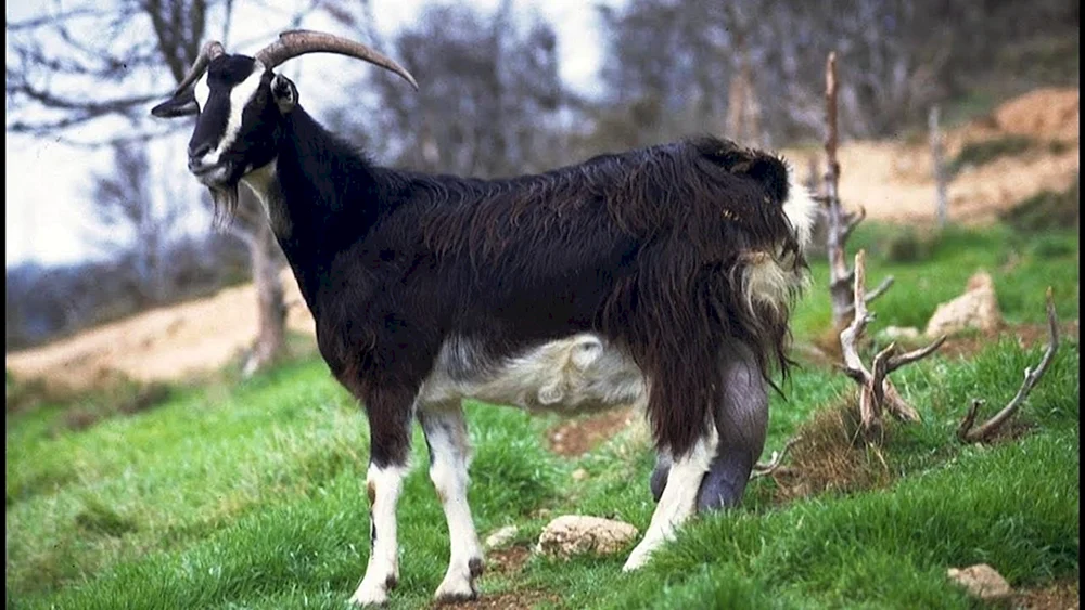 Zongwei Ziegenrasse