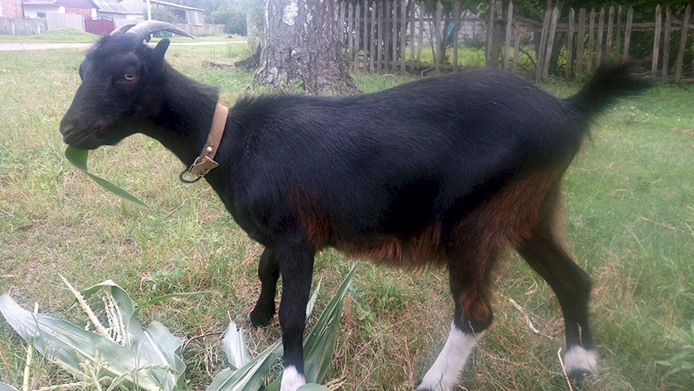 Lamancha Ziege