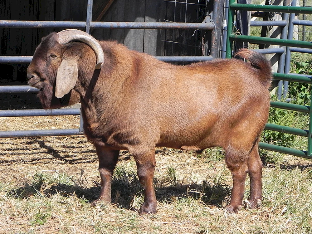 Nubische Ziege