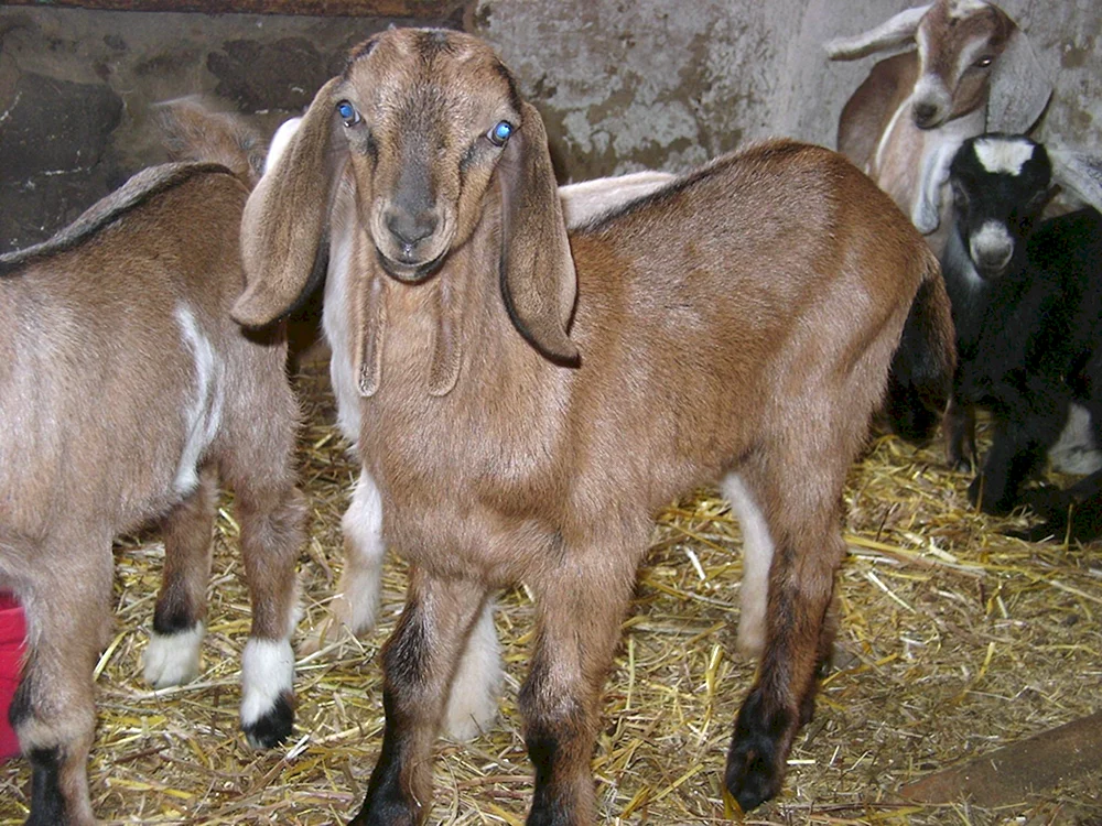 Anglo-Nubische Ziege