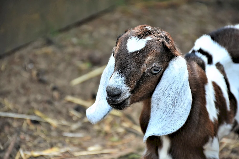 Nubische Ziege