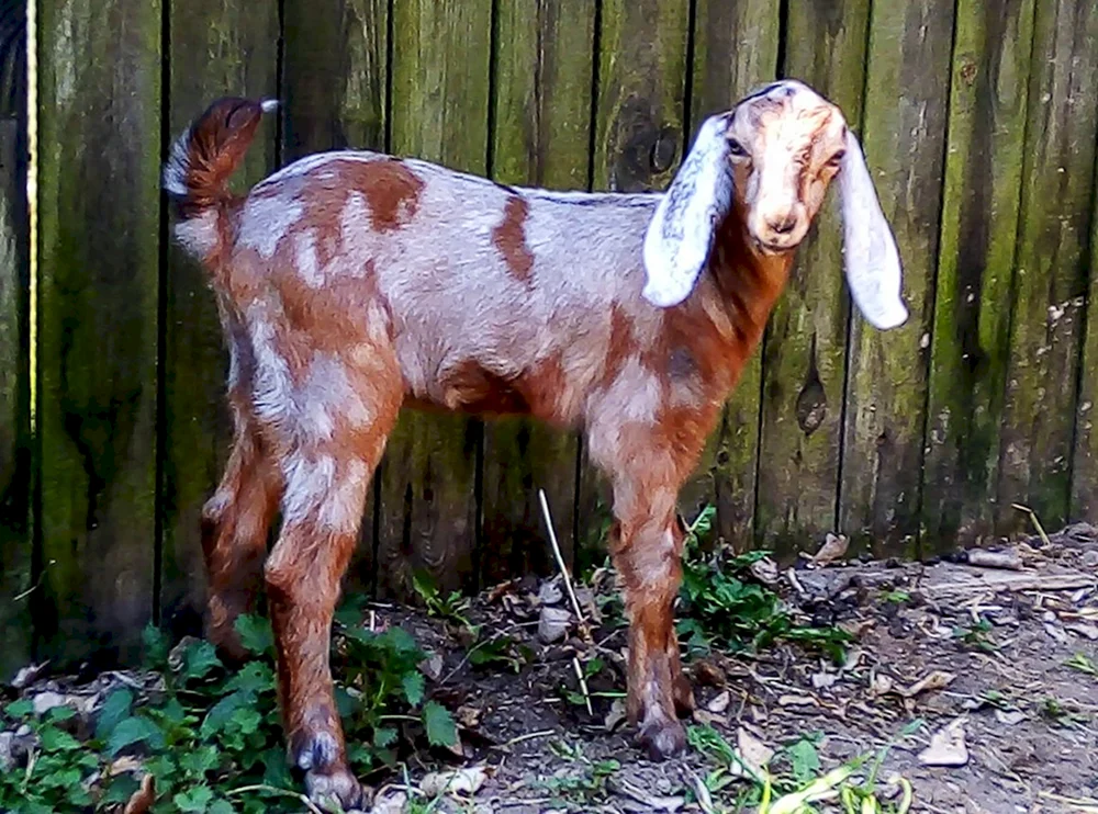 Gulabi-Ziege