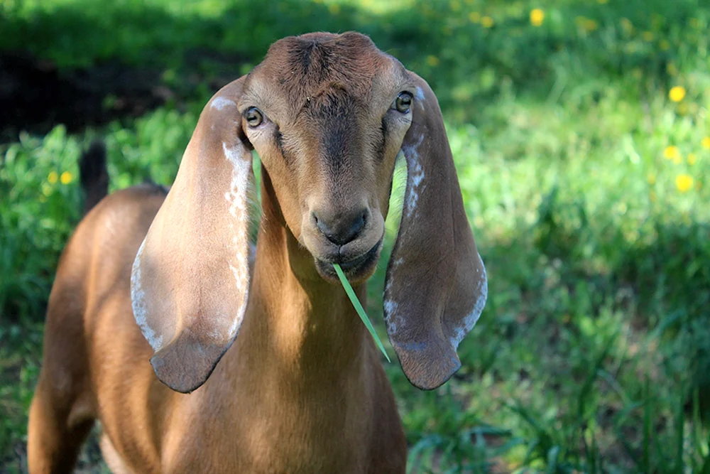 Nubische Ziege