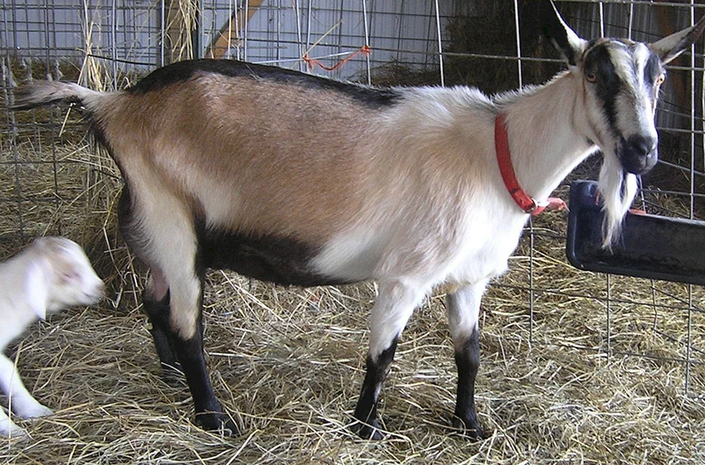 Alpine Zaanen Ziege