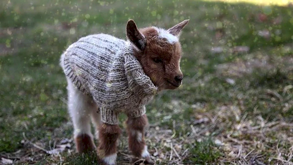Mini-Babyziegen
