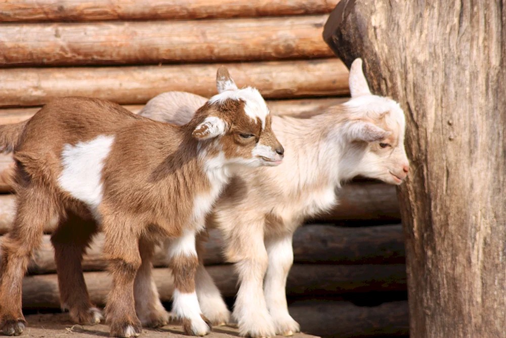 Dekorative Ziegenbabys