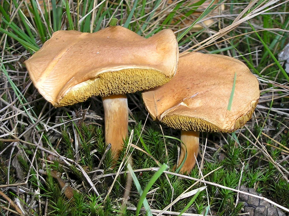 Falscher Pilz Suillus bovinus
