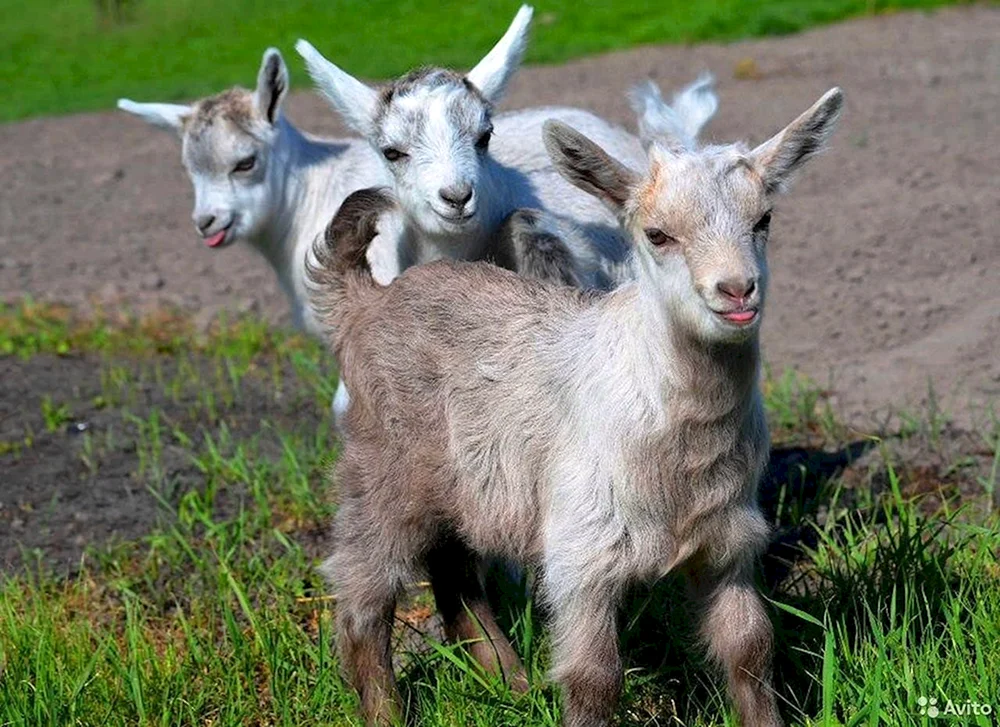 Ziegenkind