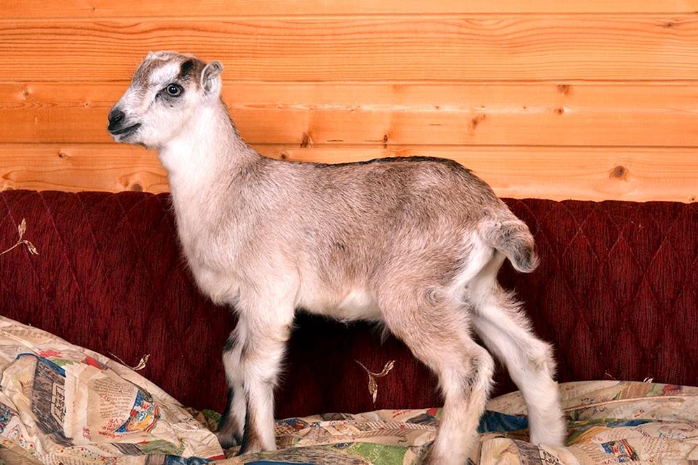ZiegenLamancha