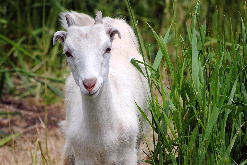 Lamancha