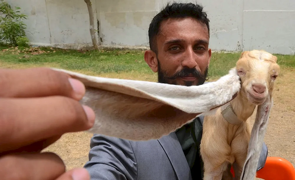 Pakistanische Ziegenrassen