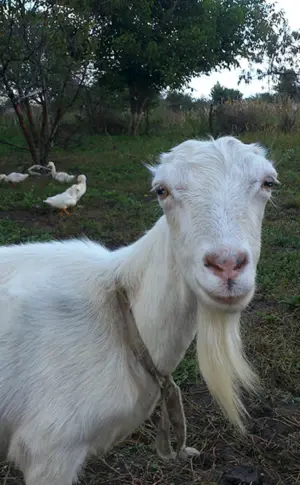 Lamancha