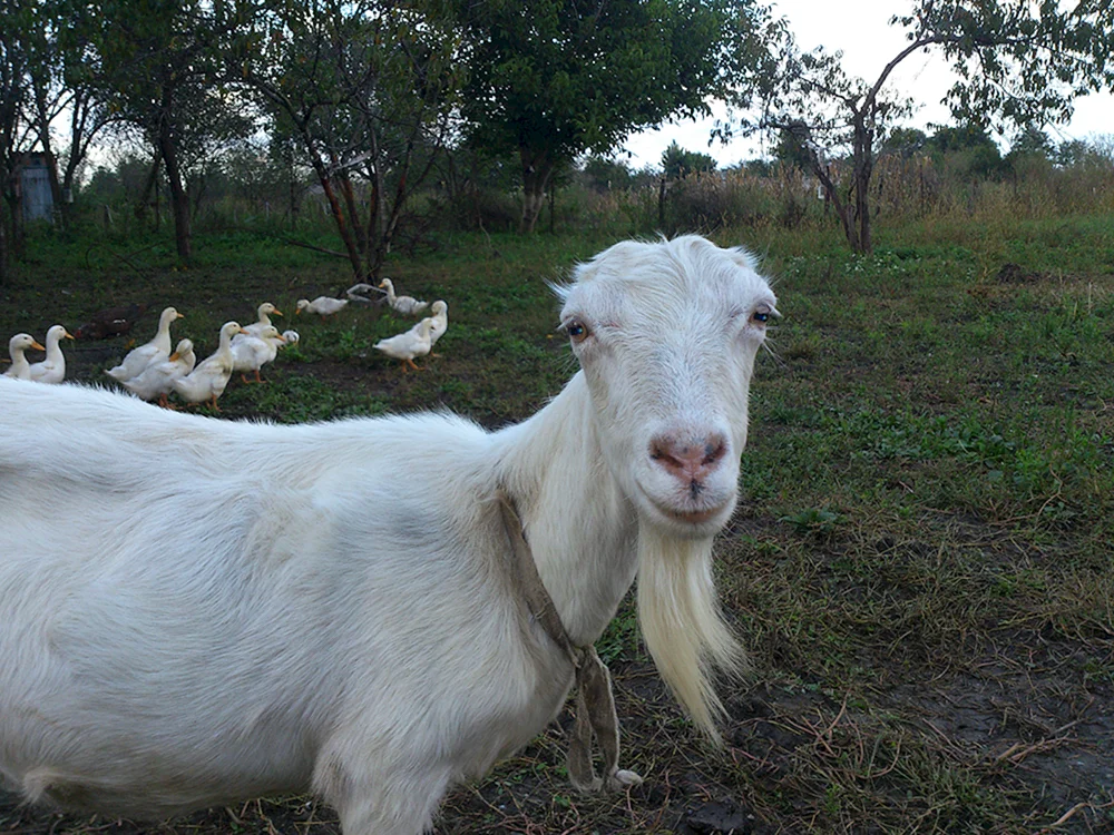 Lamancha