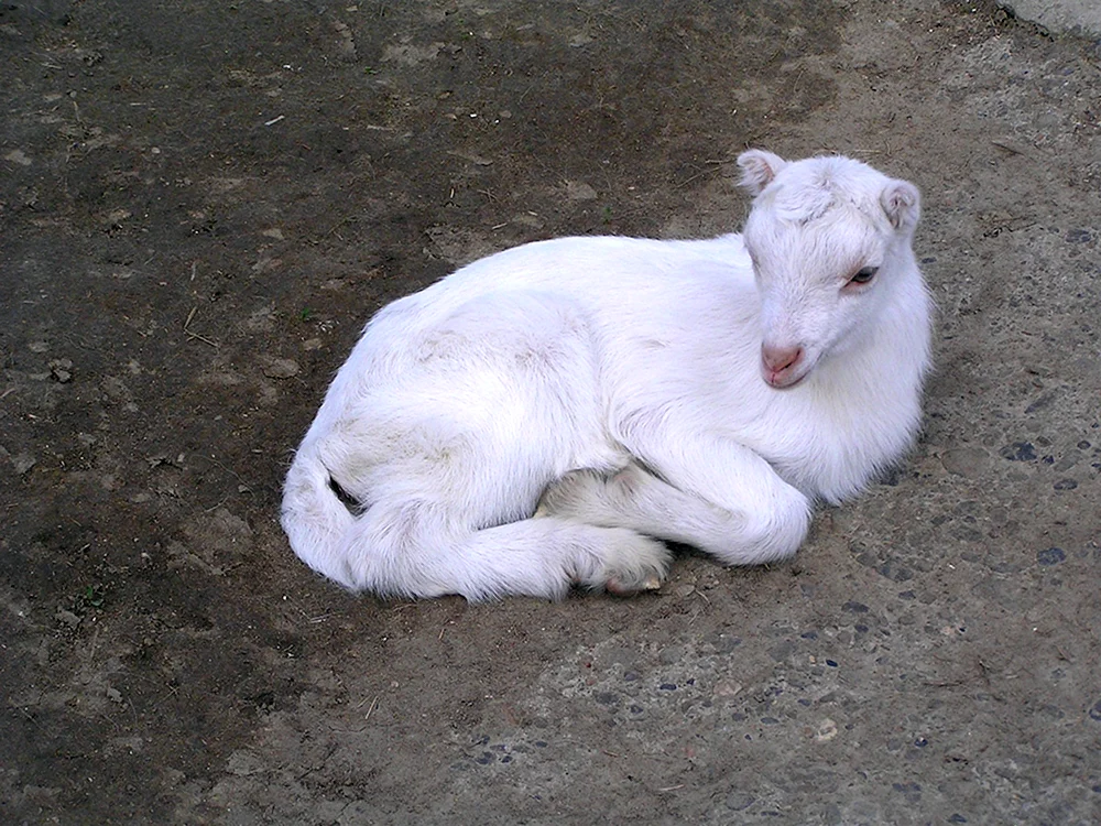 ZiegenLamancha