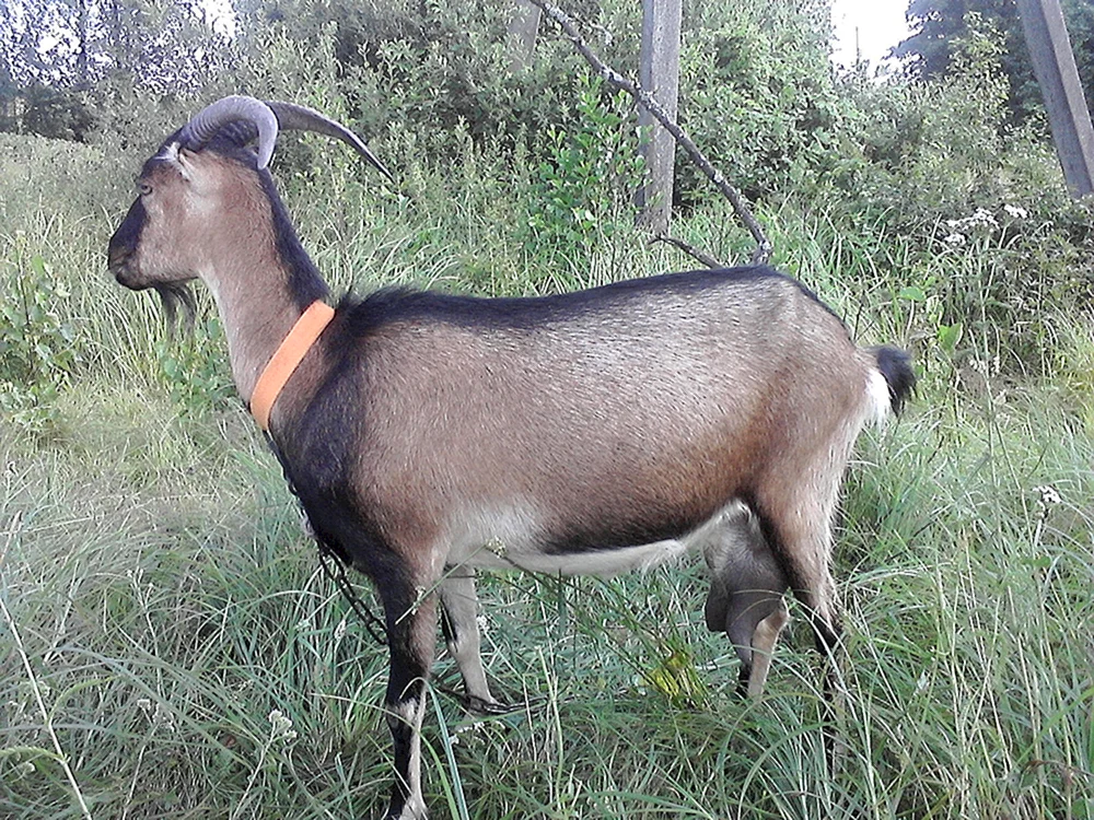 Lamancha