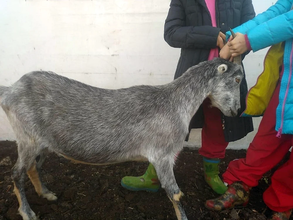 ZiegenLamancha
