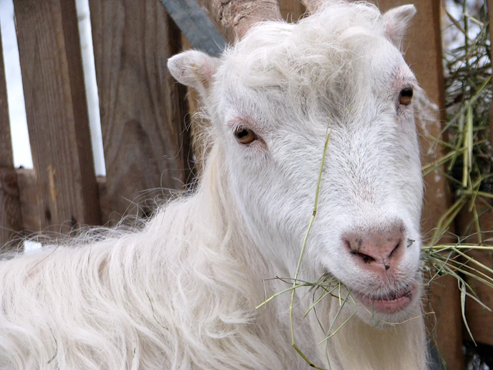 Lamancha