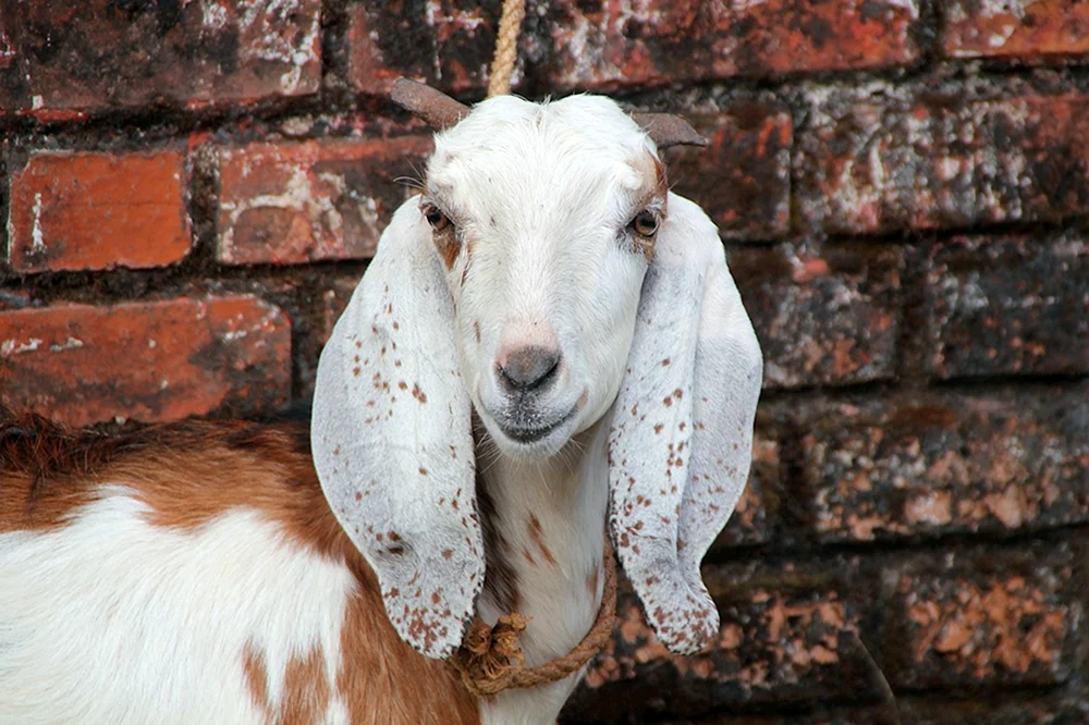 Lamancha-Ziegen
