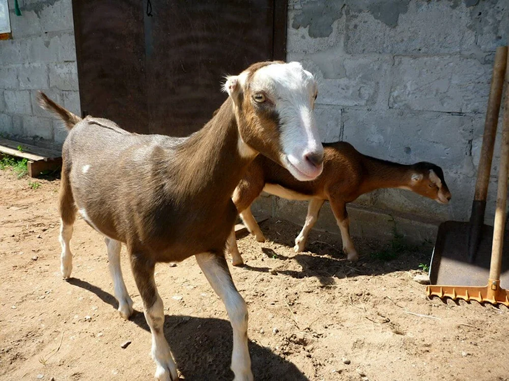 Lamancha Ziegen