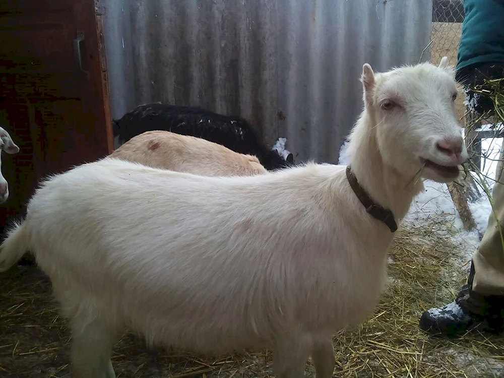 Lamancha Ziegen