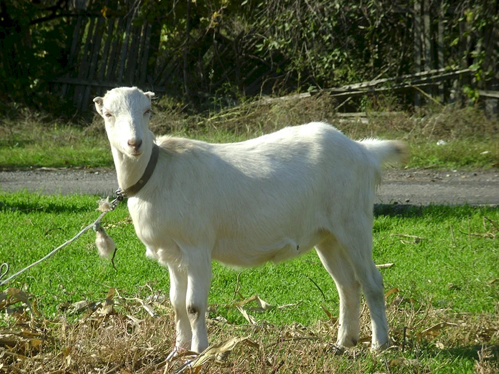 Lamancha Ziege