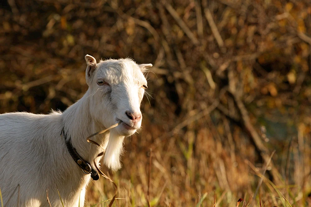 Lamancha Ziege