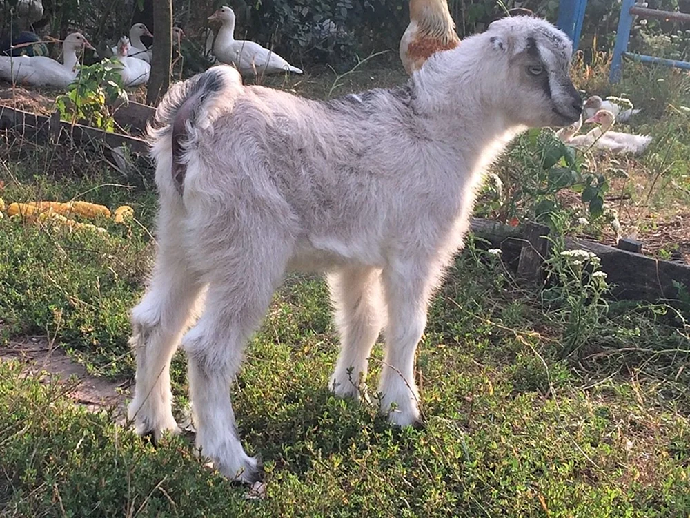 Lamancha Ziege