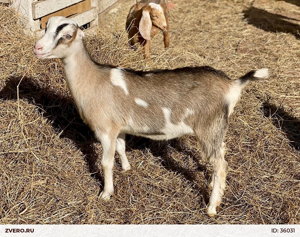 Lamancha Ziege schwarz