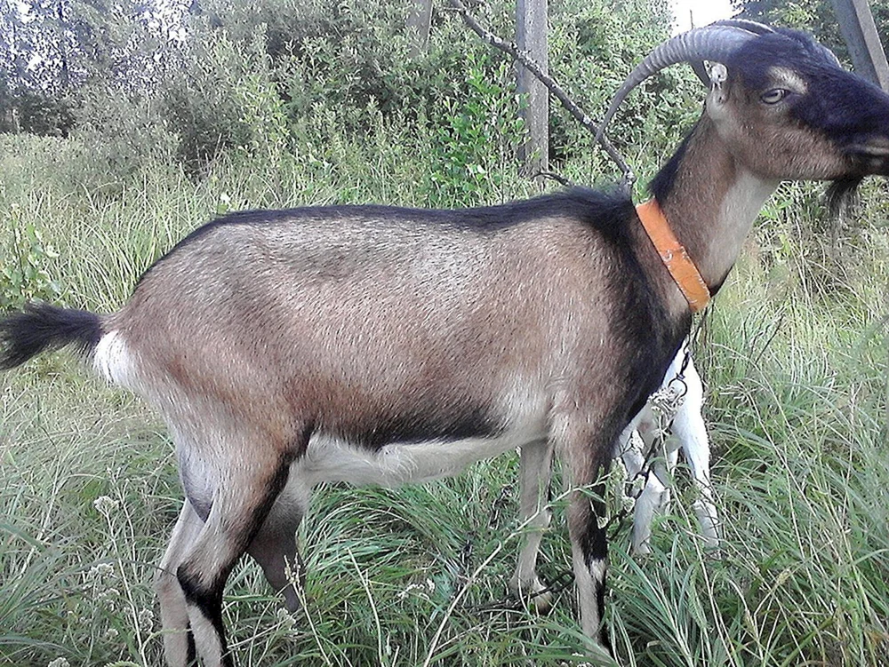 Lamancha Ziege