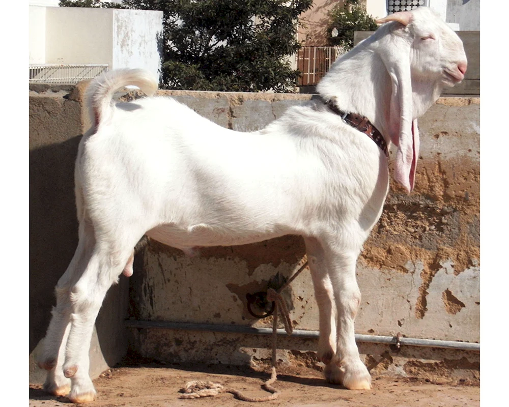 Pakistani Gulabi