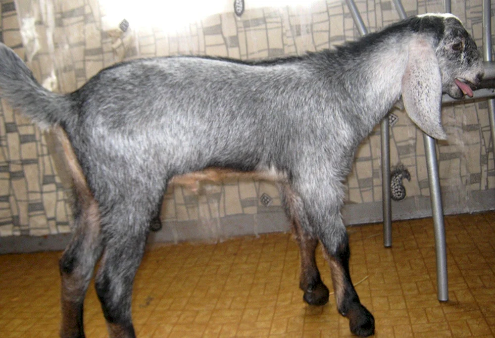 Gulabi Ziege