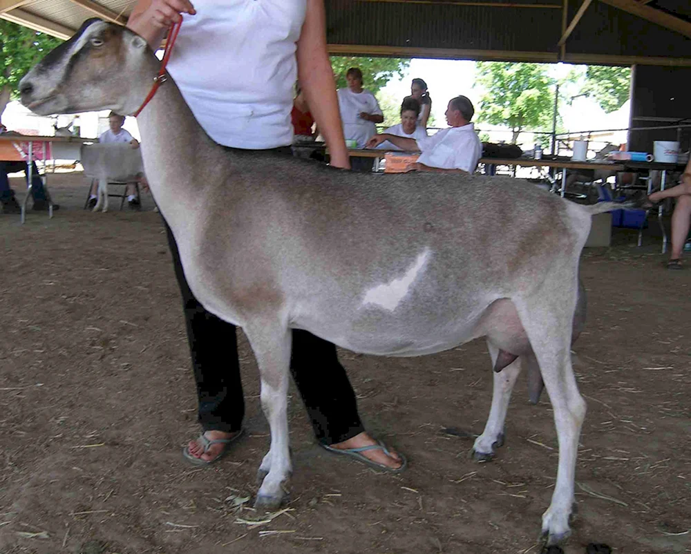 Lamancha Ziege
