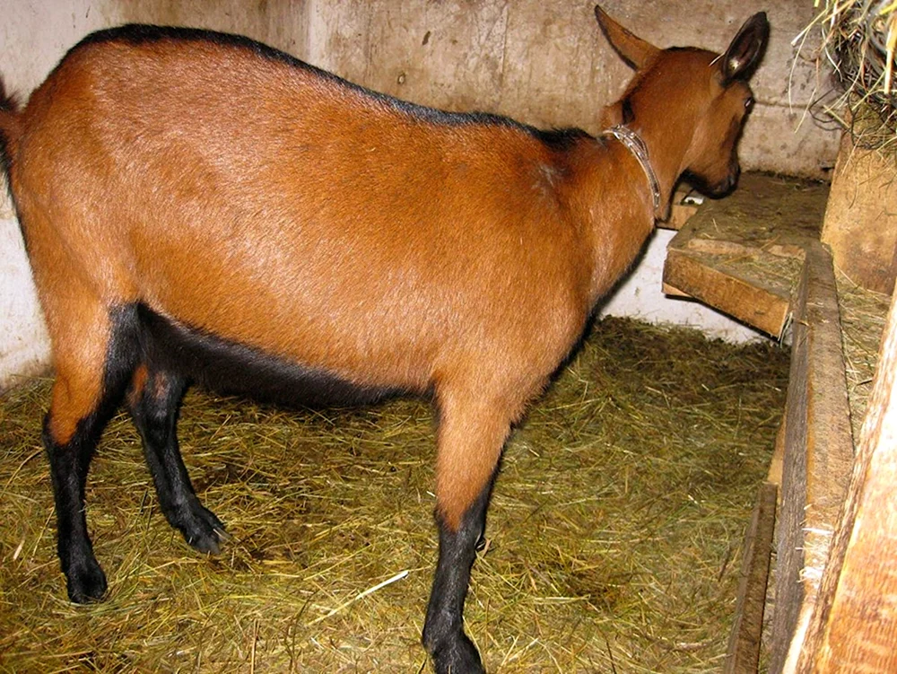 Lamancha Ziege
