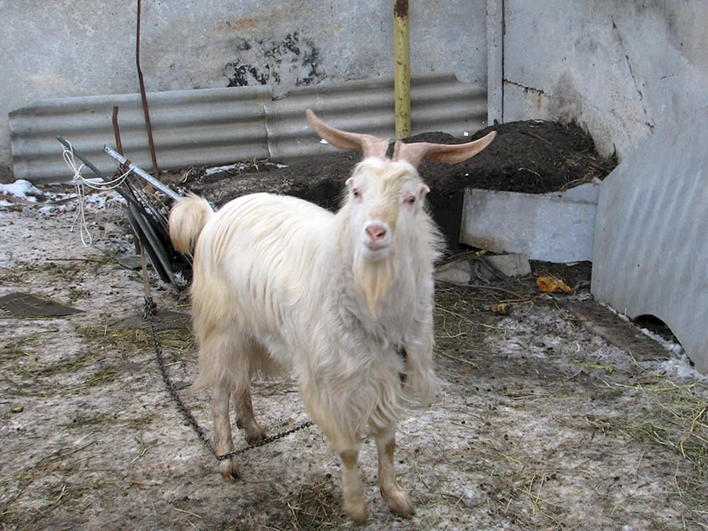 Lamancha Ziege Lamancha
