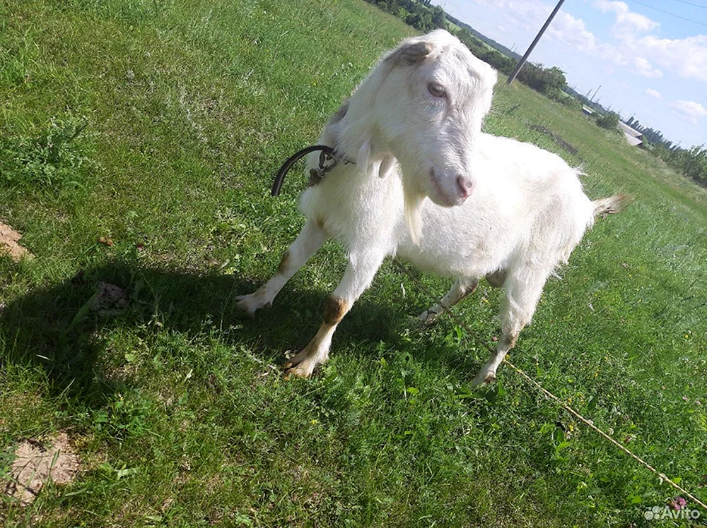 Lamancha