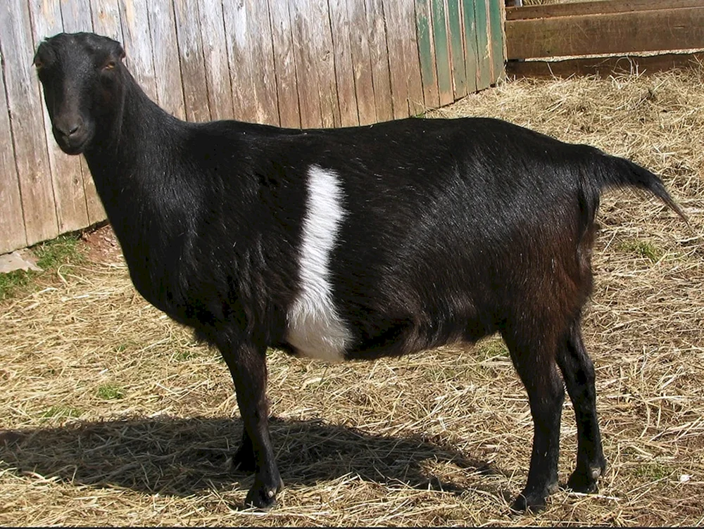 Lamancha