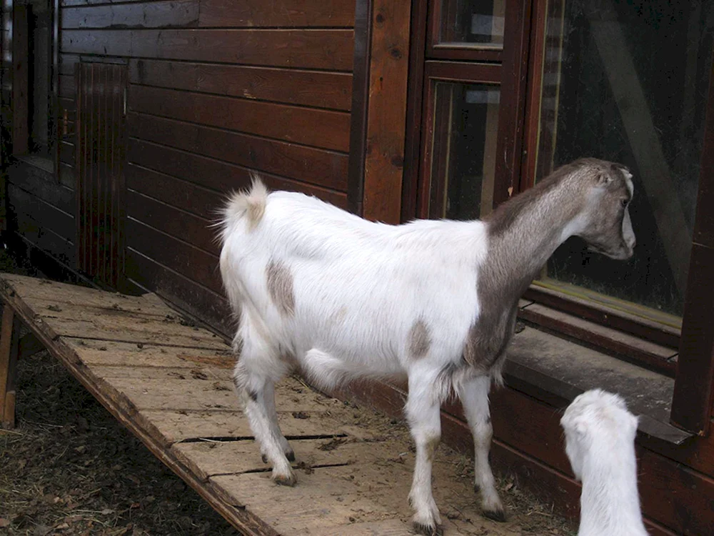 ZiegenLamancha