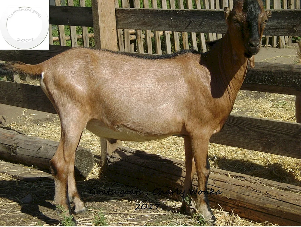 ZiegenLamancha