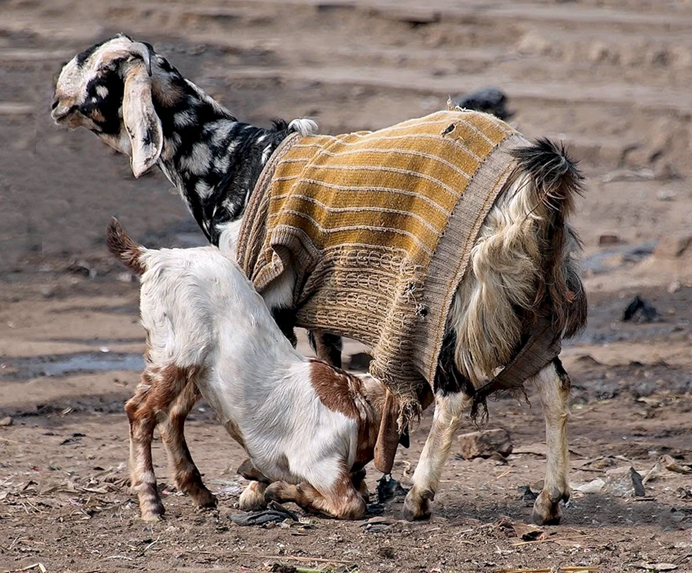 Pakistani Gulabi