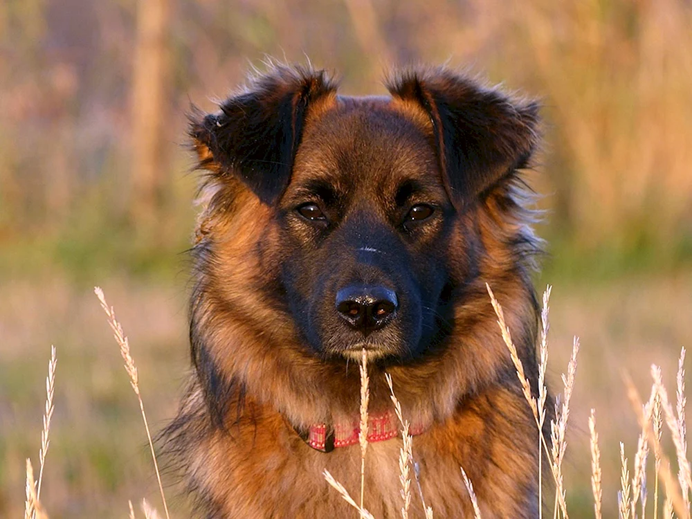 Krash-Schäferhund