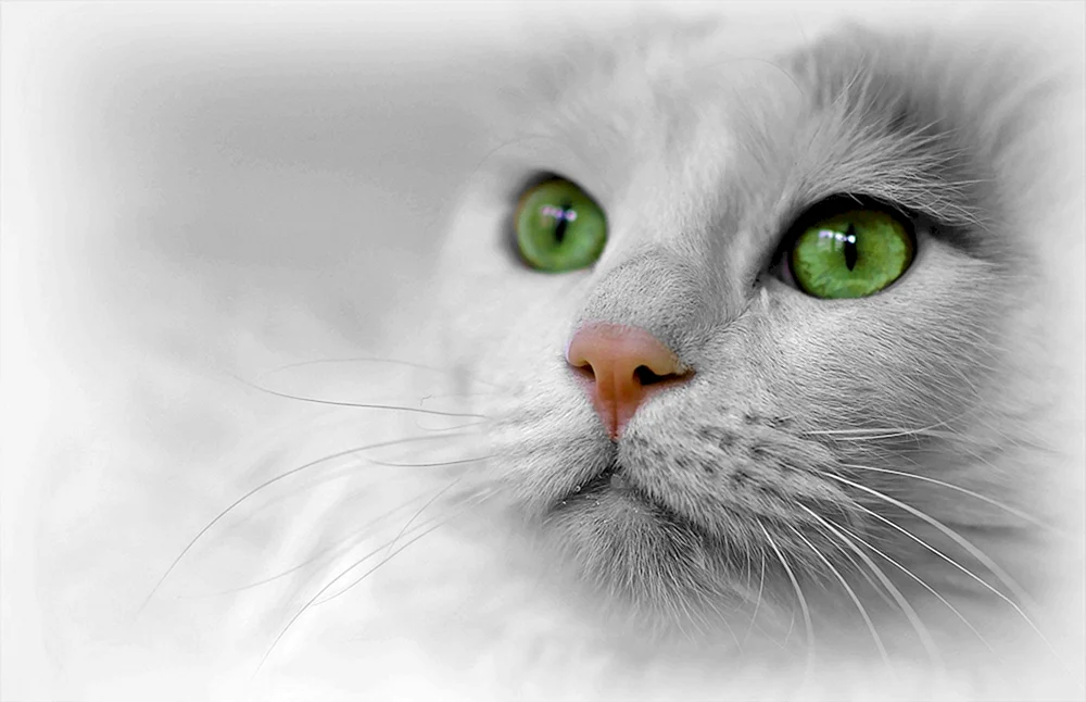 Katze weiß