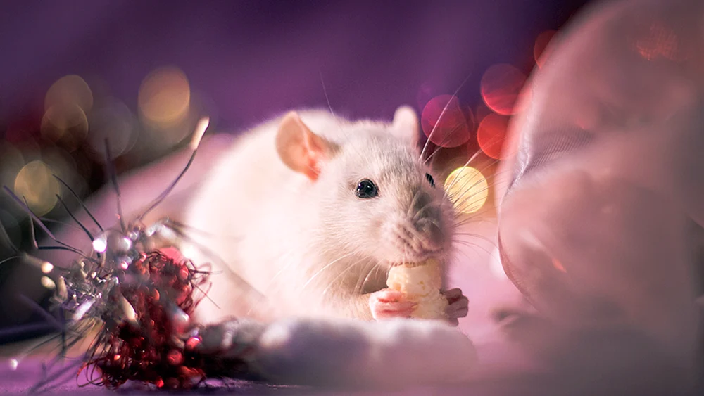 Syrischer Hamster Albino