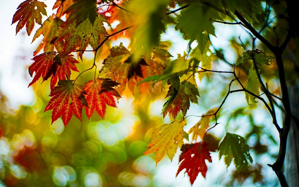 Schöner Herbst