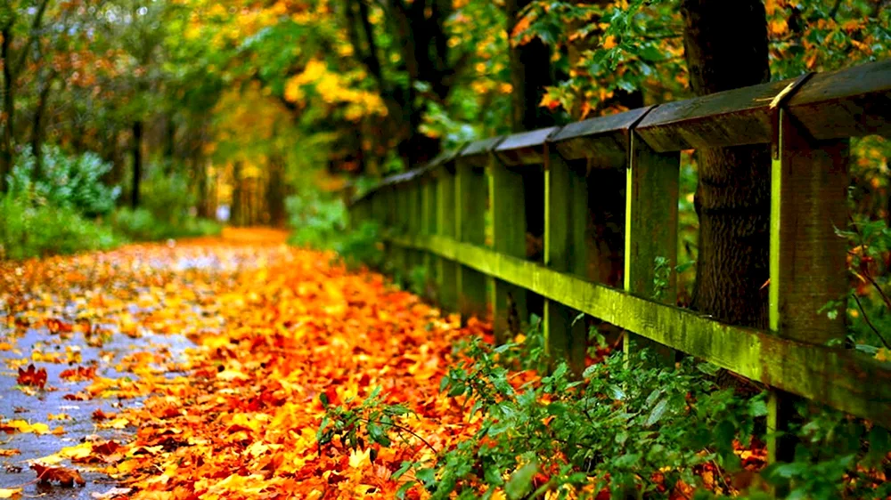 Schöner Herbst