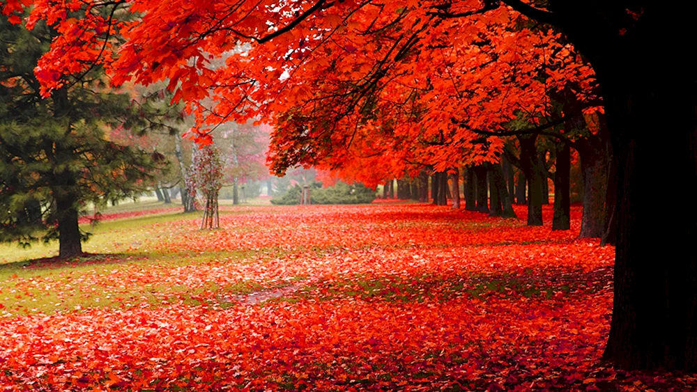 Schöner Herbst
