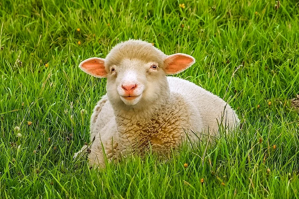 Baraschki für Eid