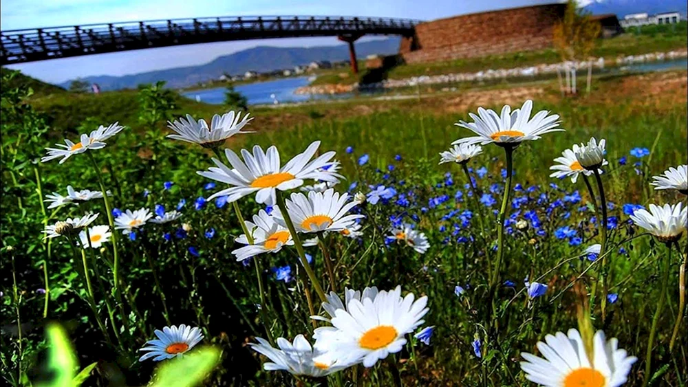 Schöne Sommer Natur