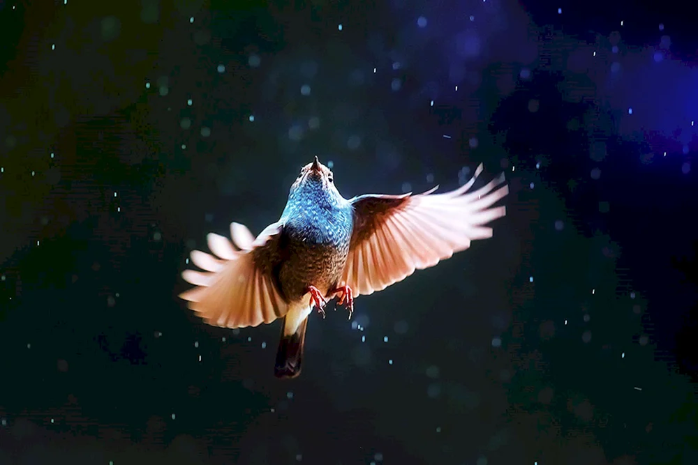 Schöner Vogel im Flug