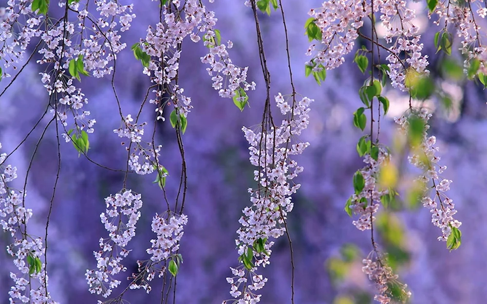 Frühlingsblumen